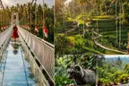 A woman in a red dress on a glass-floored suspension bridge lined with Indonesian flags, beside views of terraced rice fields and a civet cat among coffee cherries
